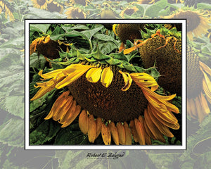 "Sunflowers, Framed" 4x5 Metal Print & Stand