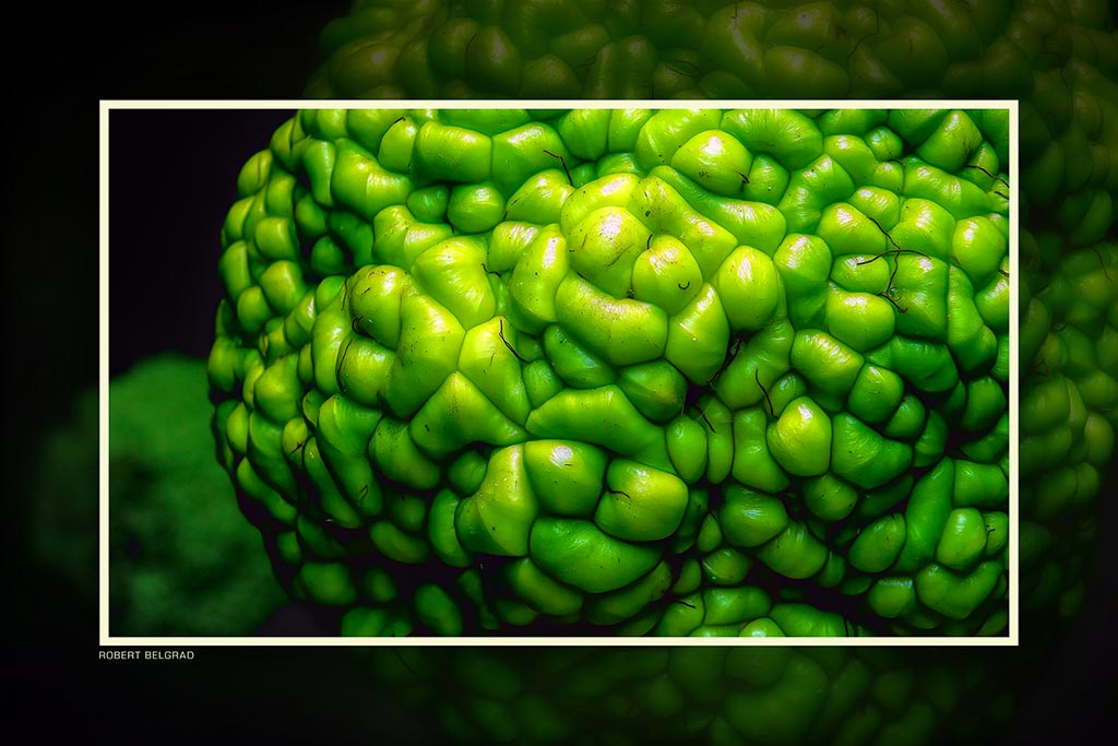 &quot;Osage Oranges&quot; 4x6 Metal Print &amp; Stand