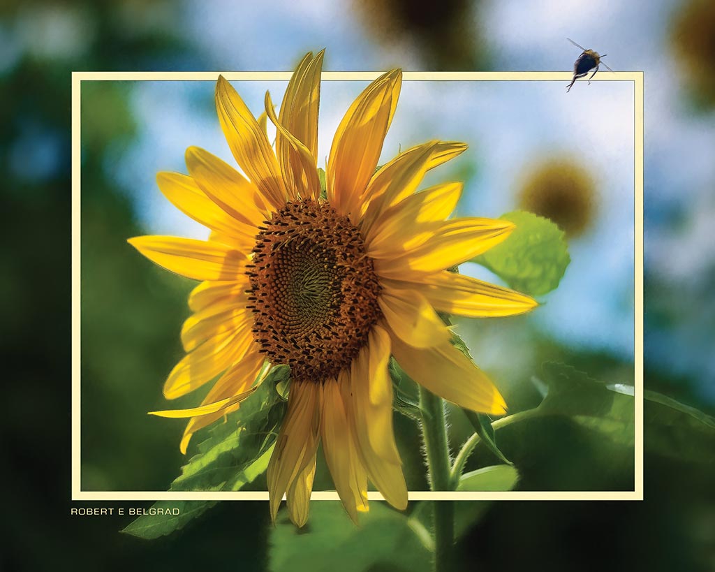 &quot;Sunflower Surprise&quot; 4x5 Metal Print &amp; Stand