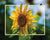 "Sunflower Surprise" 4x5 Metal Print & Stand