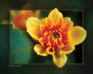"Uncurling Flower" 4x5 Metal Print & Stand