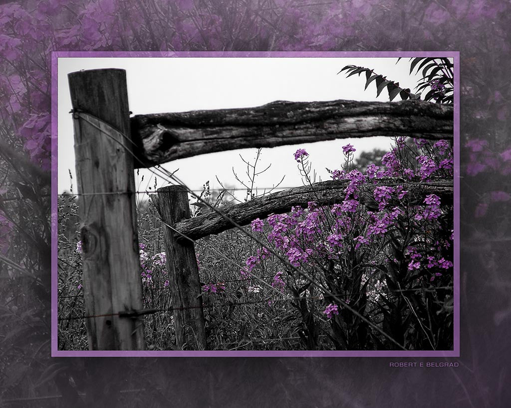 &quot;Purple Passion - Redux&quot; 4x5 Metal Print &amp; Stand