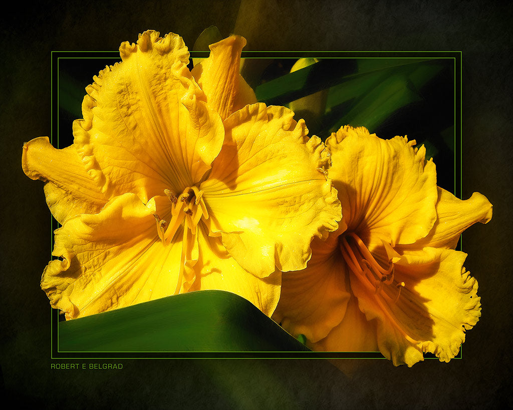 "Yellow Blooms" 4x5 Metal Print & Stand