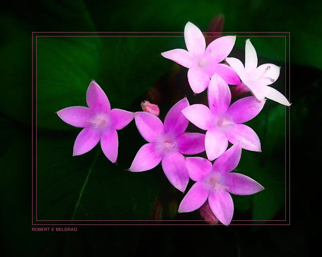 &quot;Magenta Blossoms&quot; 4x5 Metal Print &amp; Stand