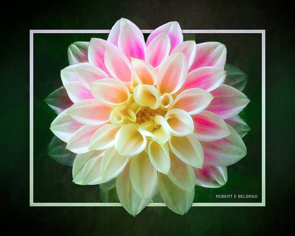 &quot;Luminous Bloom&quot; 4x5 Metal Print &amp; Stand