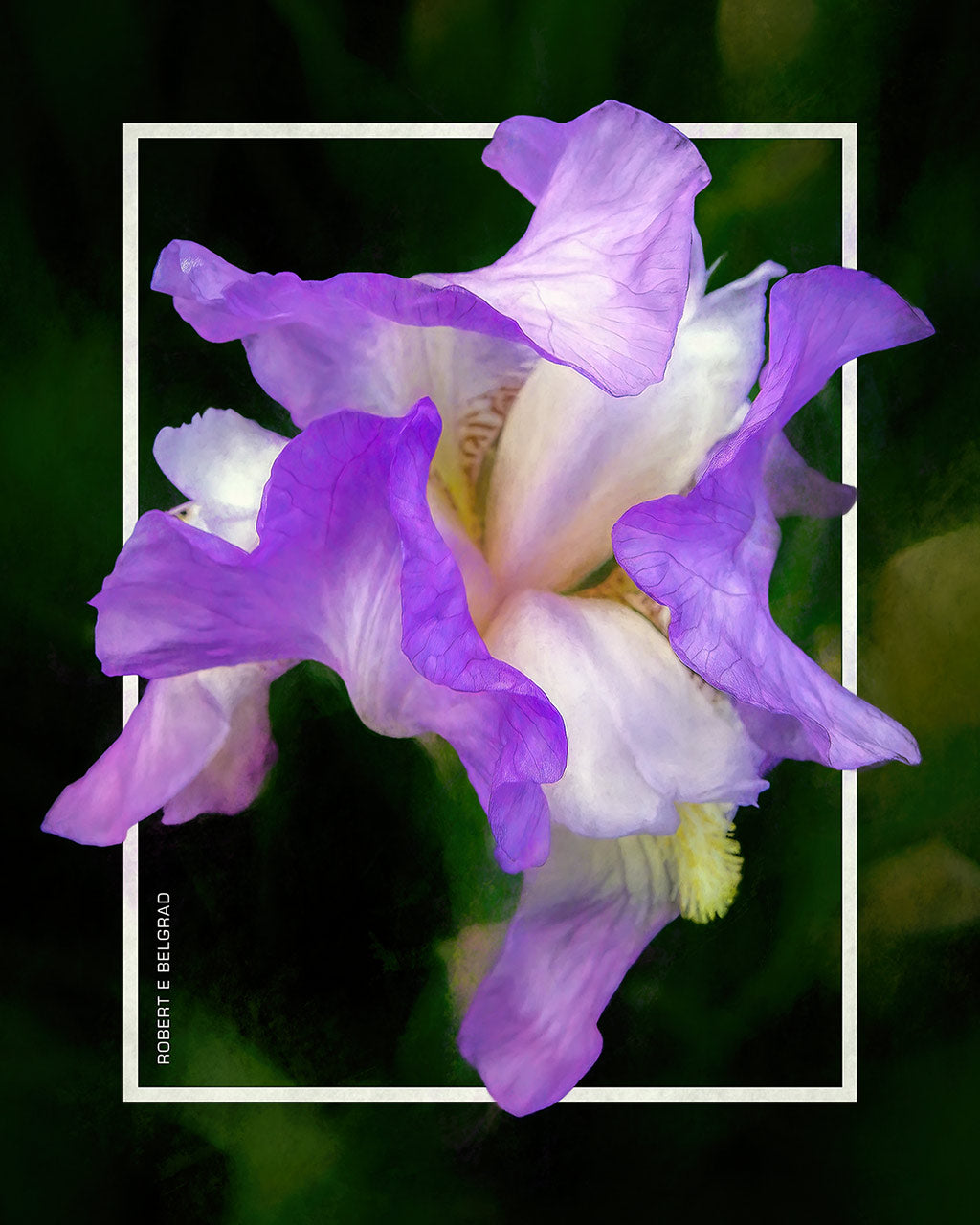 "Purple Iris" 4x5 Metal Print & Stand