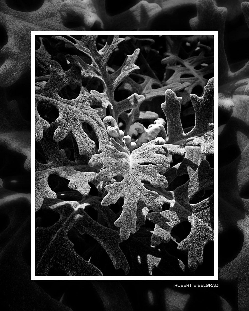 &quot;Fuzzy Foliage&quot; 4x5 Metal Print &amp; Stand