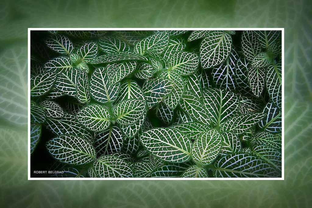 &quot;Green Leaves&quot; 4x6 Metal Print &amp; Stand