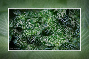 "Green Leaves" 4x6 Metal Print & Stand