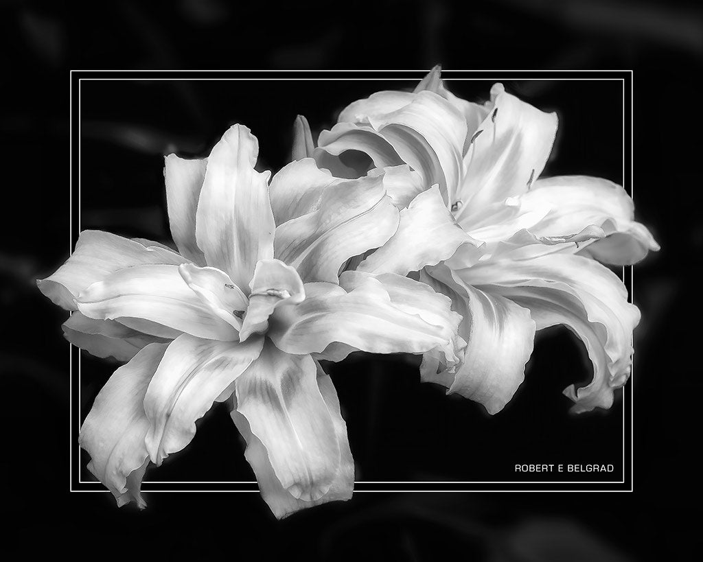 "Daylilies" 4x5 Metal Print & Stand