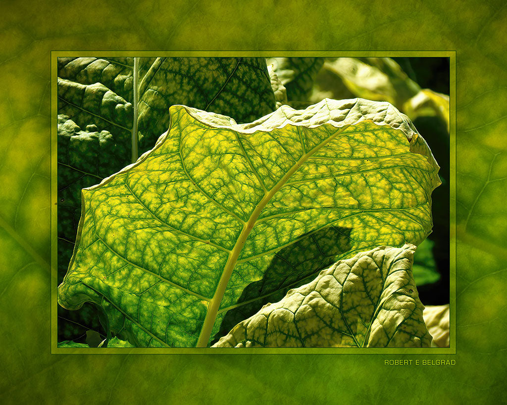 "Tobacco in Sunlight" 4x5 Metal Print & Stand