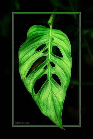 "Screaming Leaf" 6x9 Metal Print with Stand