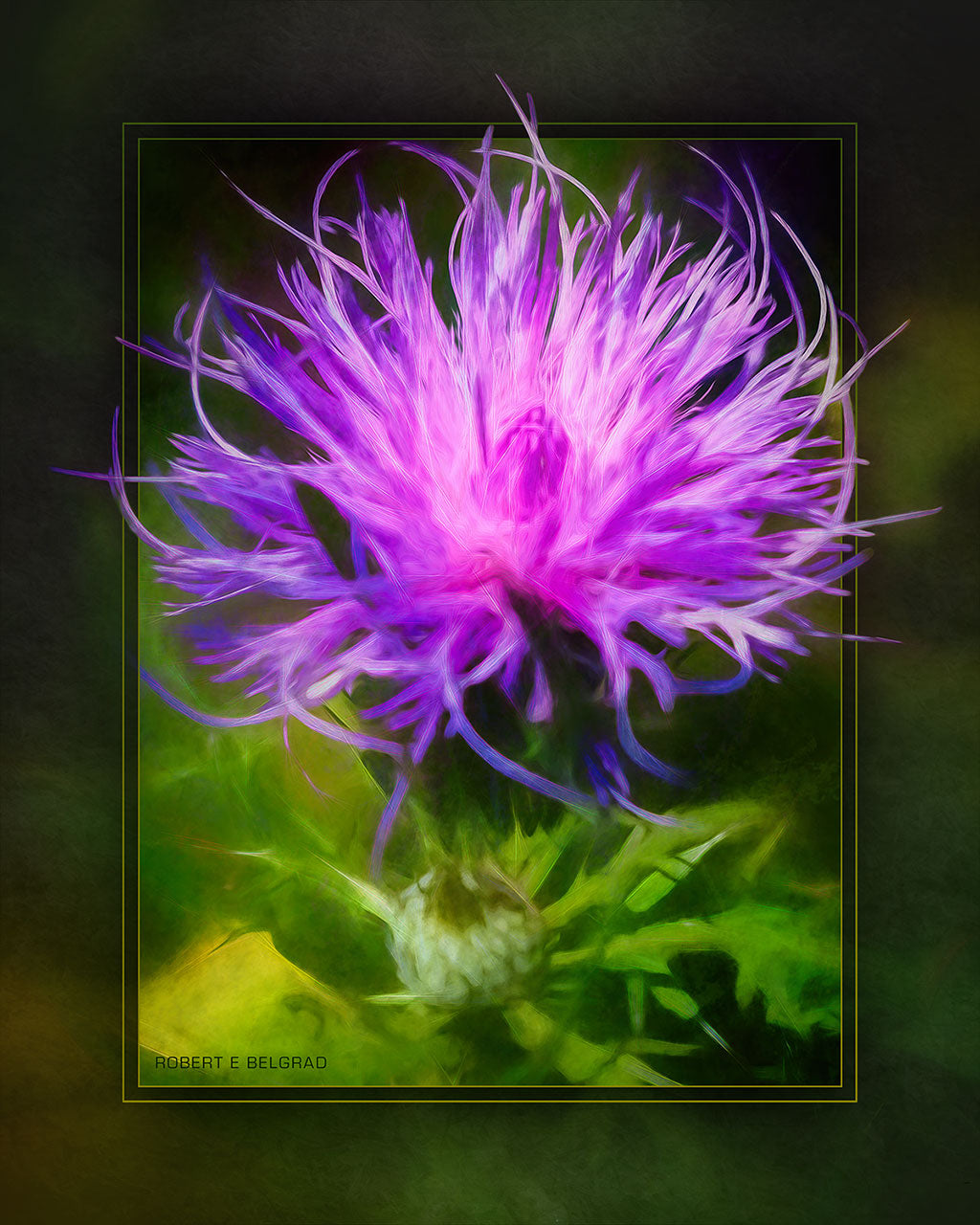 "Purple Poof" 4x5 Metal Print & Stand